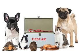 Pet First Aid workshops