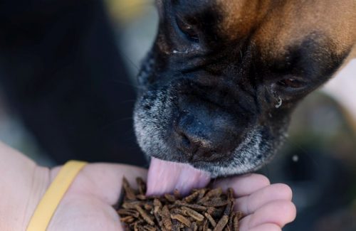 Lack of taboos make insect-based dog, cat food acceptable