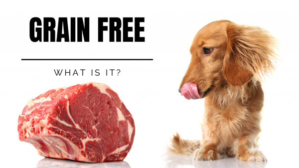 grain free food is bad for dogs