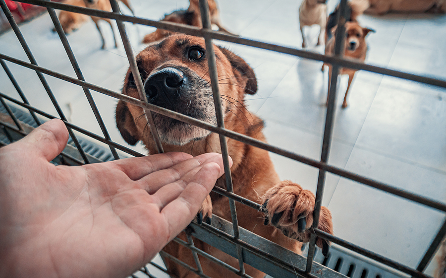 Close-up Of Male Hand Petting Caged Stray Dog In Pet Shelter. Pe - Pet