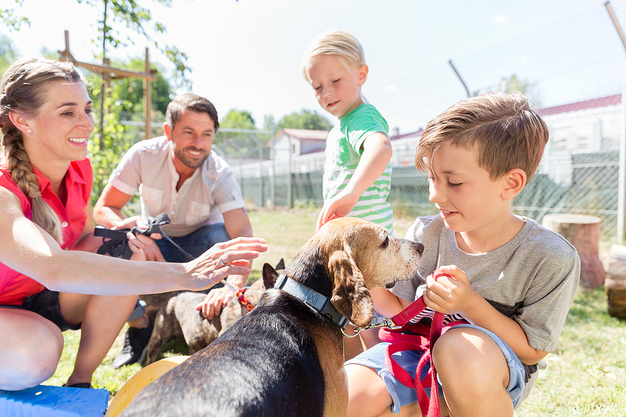 Why pet adoption numbers raise so many questions - Pet Industry News