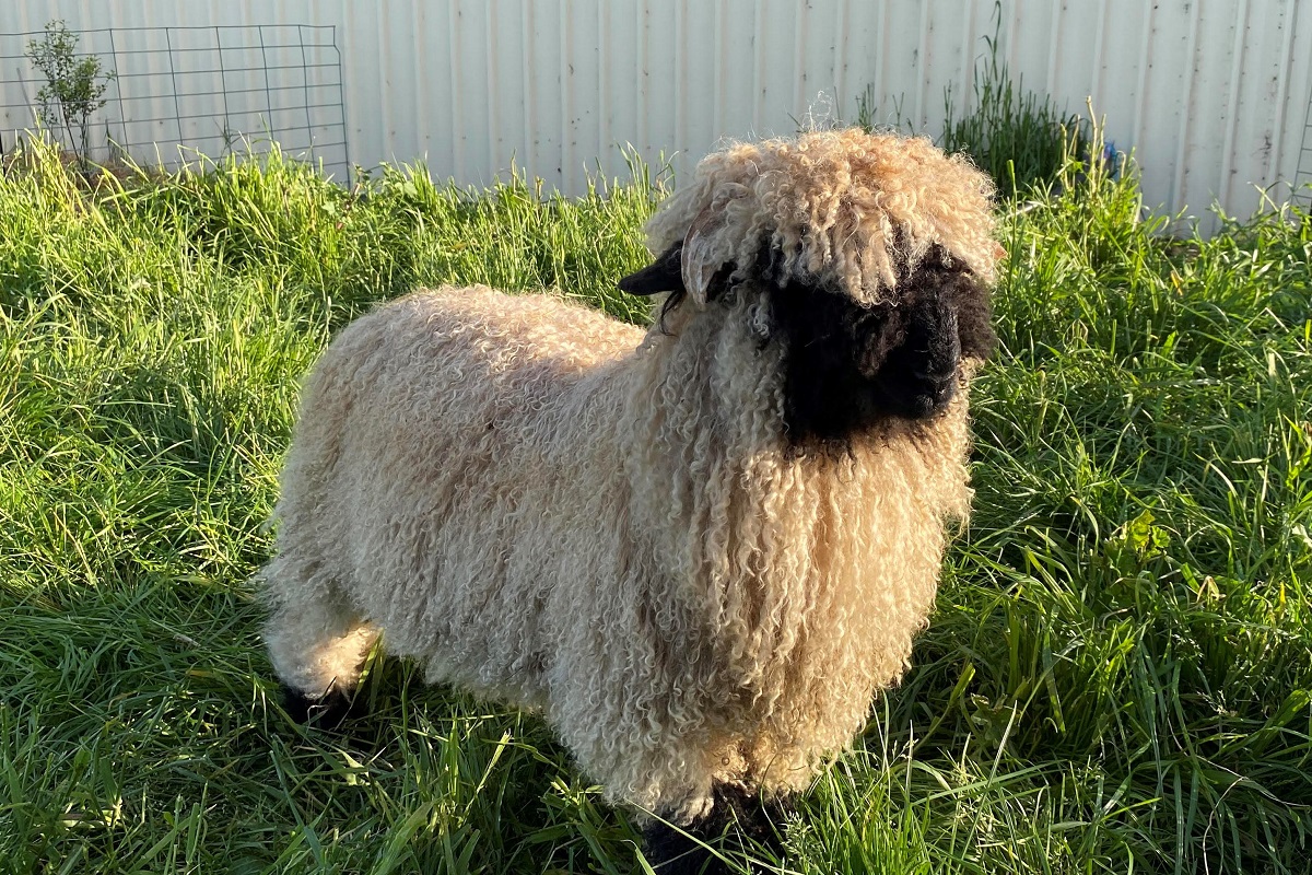 World’s cutest sheep born in Australia!