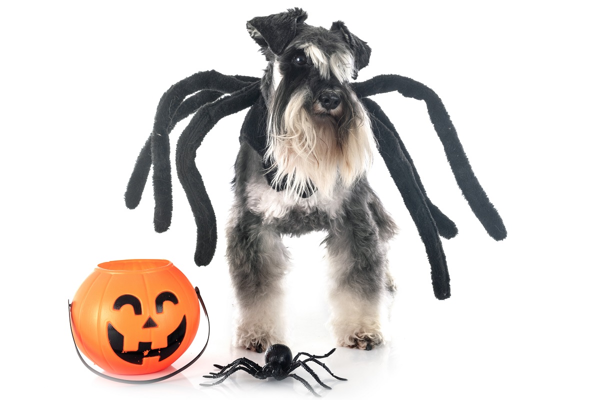 Top pet Halloween costumes revealed!