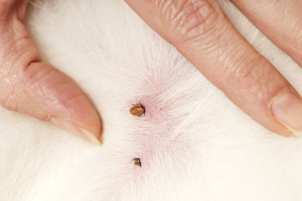 Tick In Dog Skin Pet Industry News