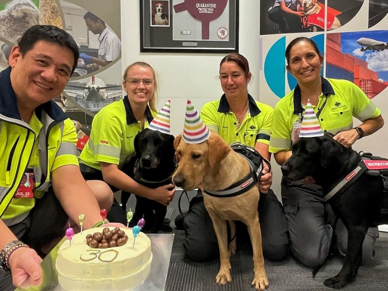 biosecurity detector dog