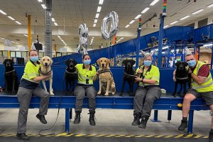 biosecurity detector dog