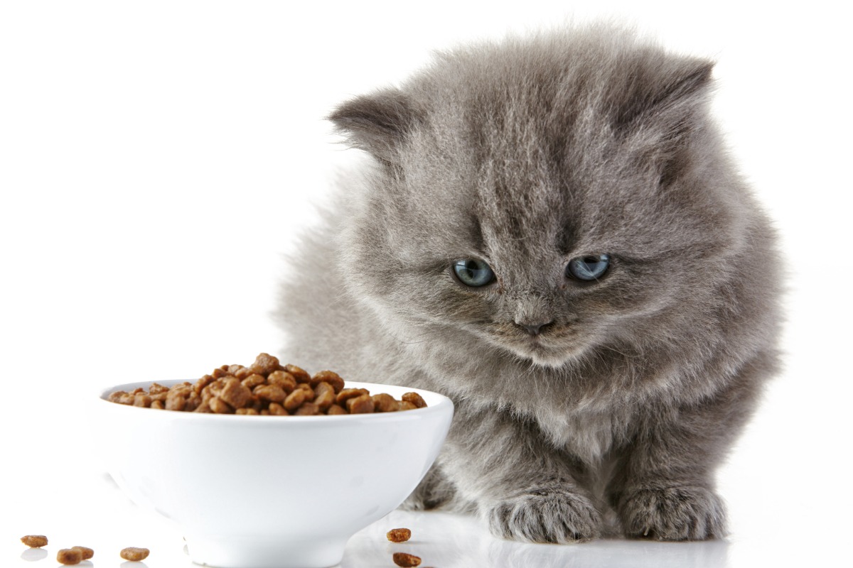 Finding food for felines – global challenges revealed