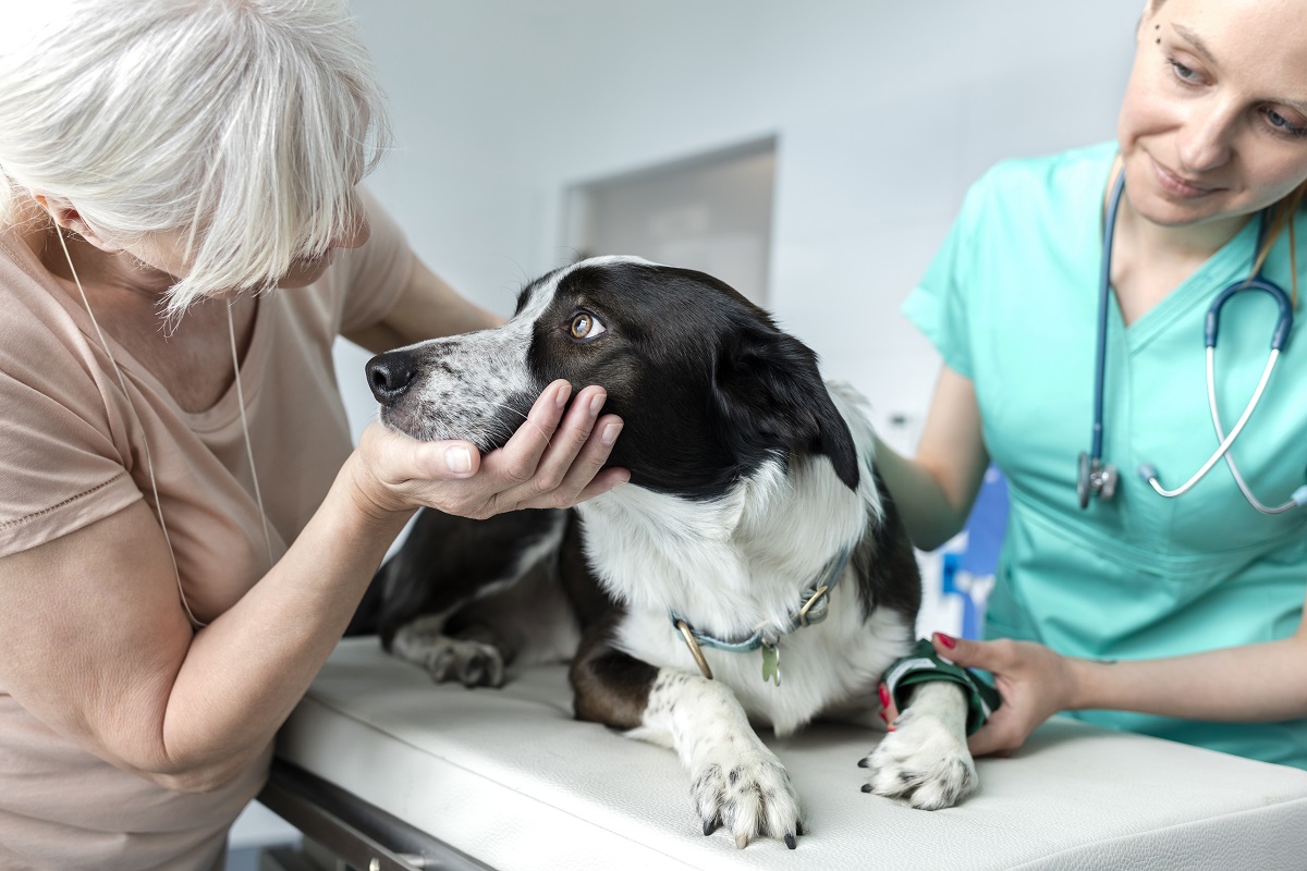 Pet owners urged to explore all options for covering vet costs