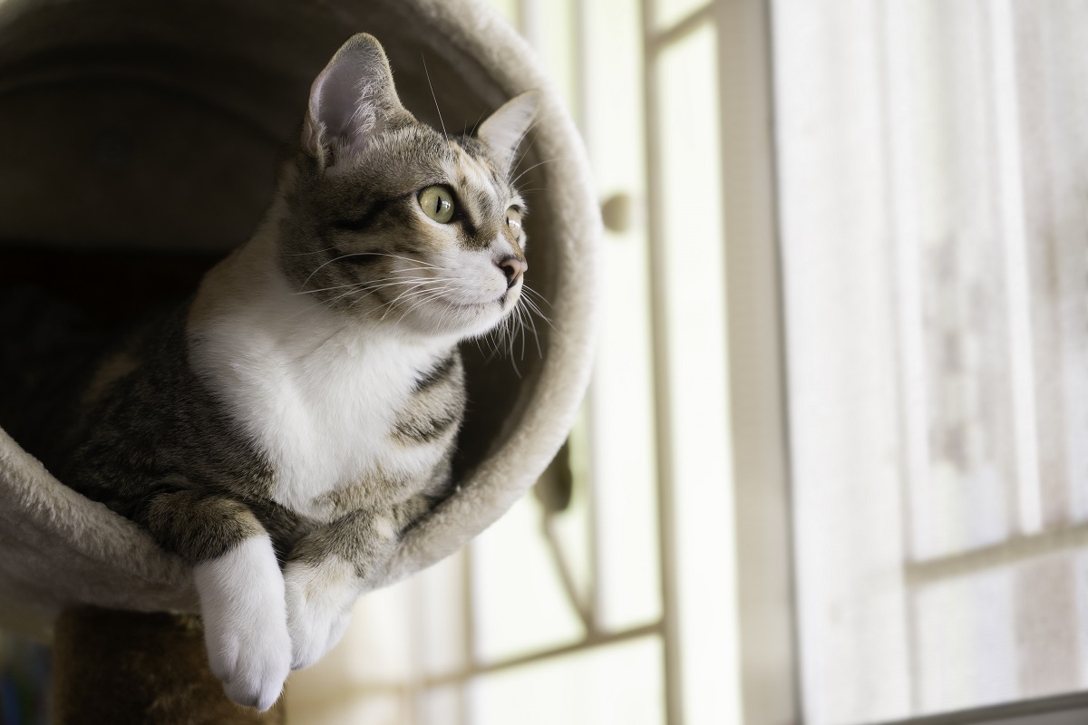 How to keep your cat safe and happy this International Cat Day