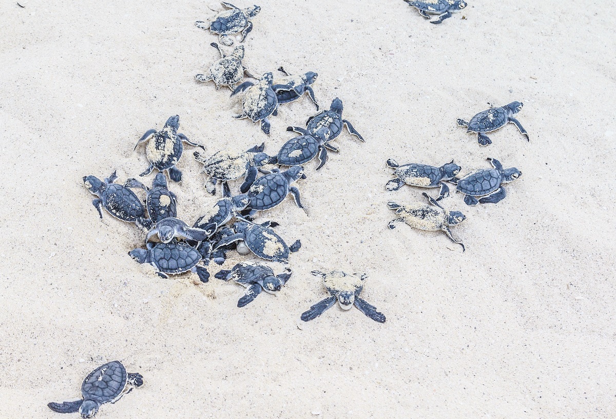Beachgoers urged to keep an eye out for sea turtle nests