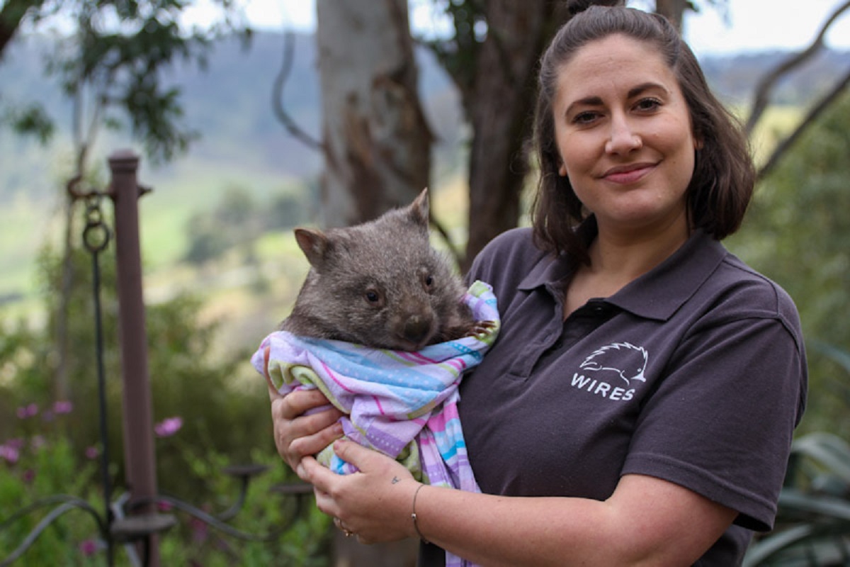 Breakthrough in treating sarcoptic mange in wombats