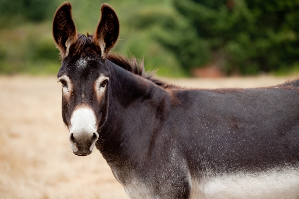 Scientists create world-first IVF treatment for donkeys