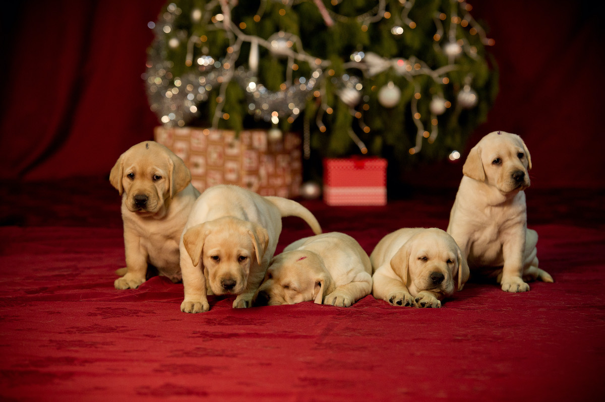 Guide Dogs Victoria calls for volunteers this Christmas