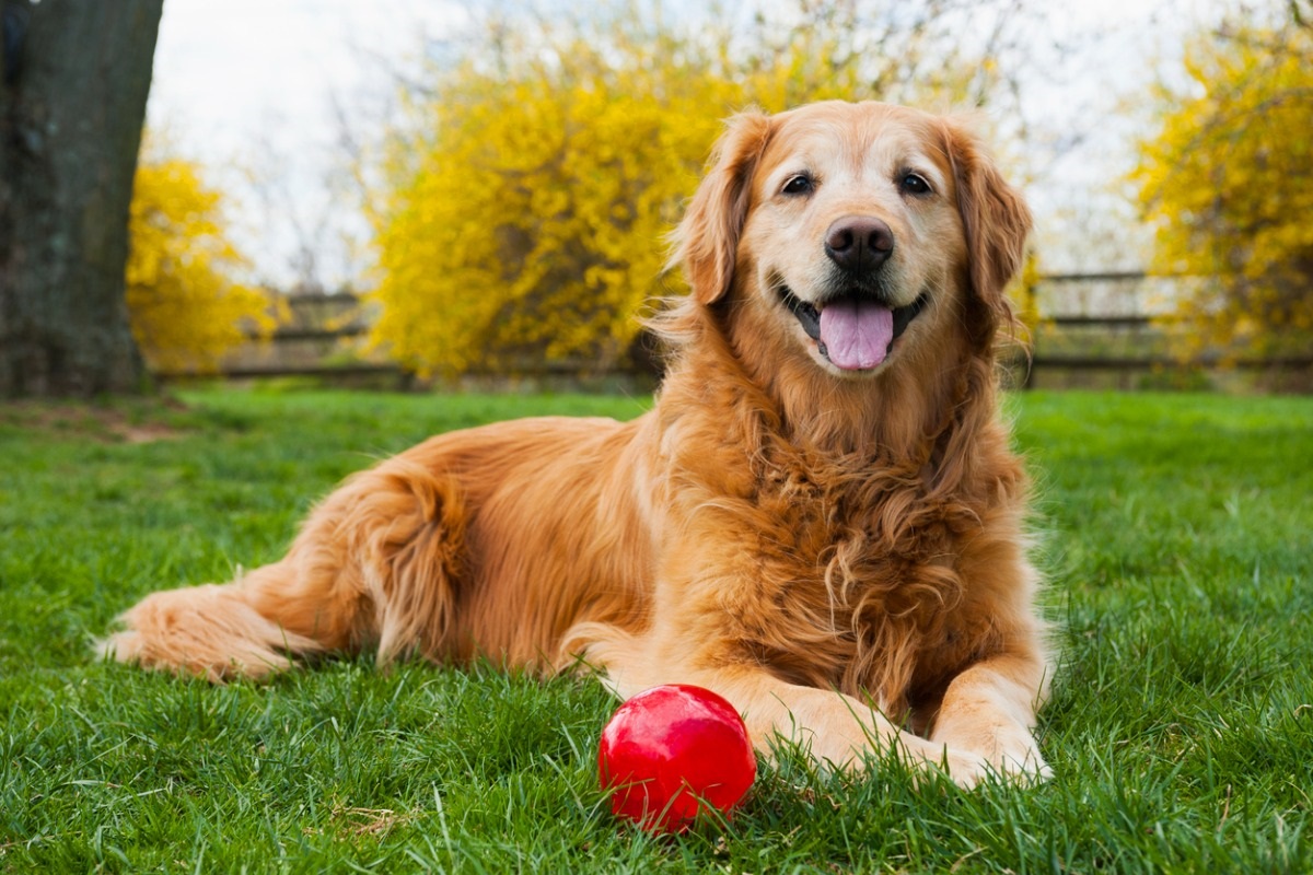 A guide to caring for senior pets