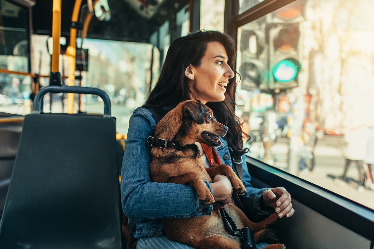 Fight for dogs to be allowed on NSW public transport