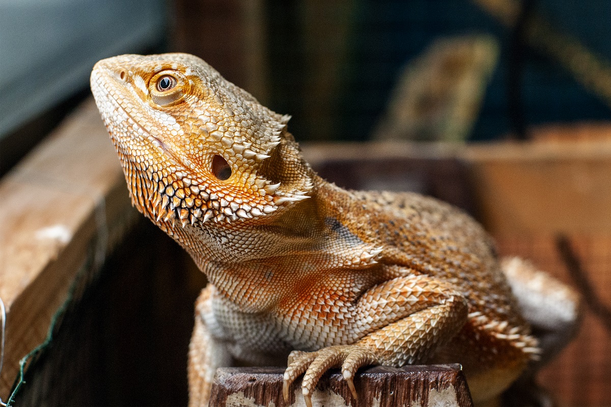 Reptilian Rules: The A to Z of keeping reptiles as pets