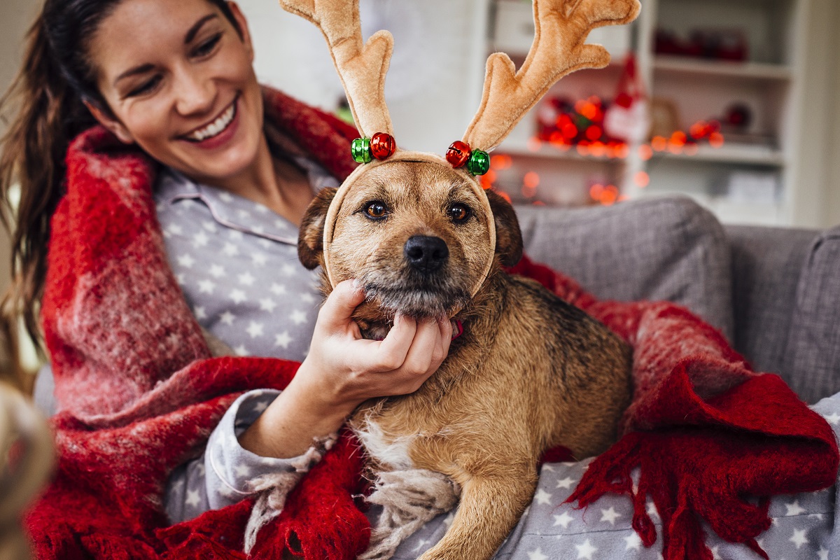 Guide for keeping pets safe and happy over Christmas