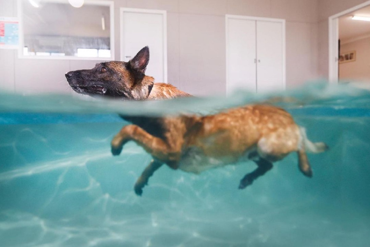 Opinion: The role of hydrotherapy in vet treatment plans