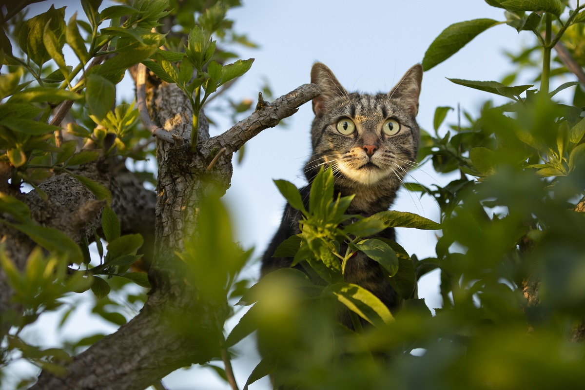 Cats named among the world’s most problematic invasive species