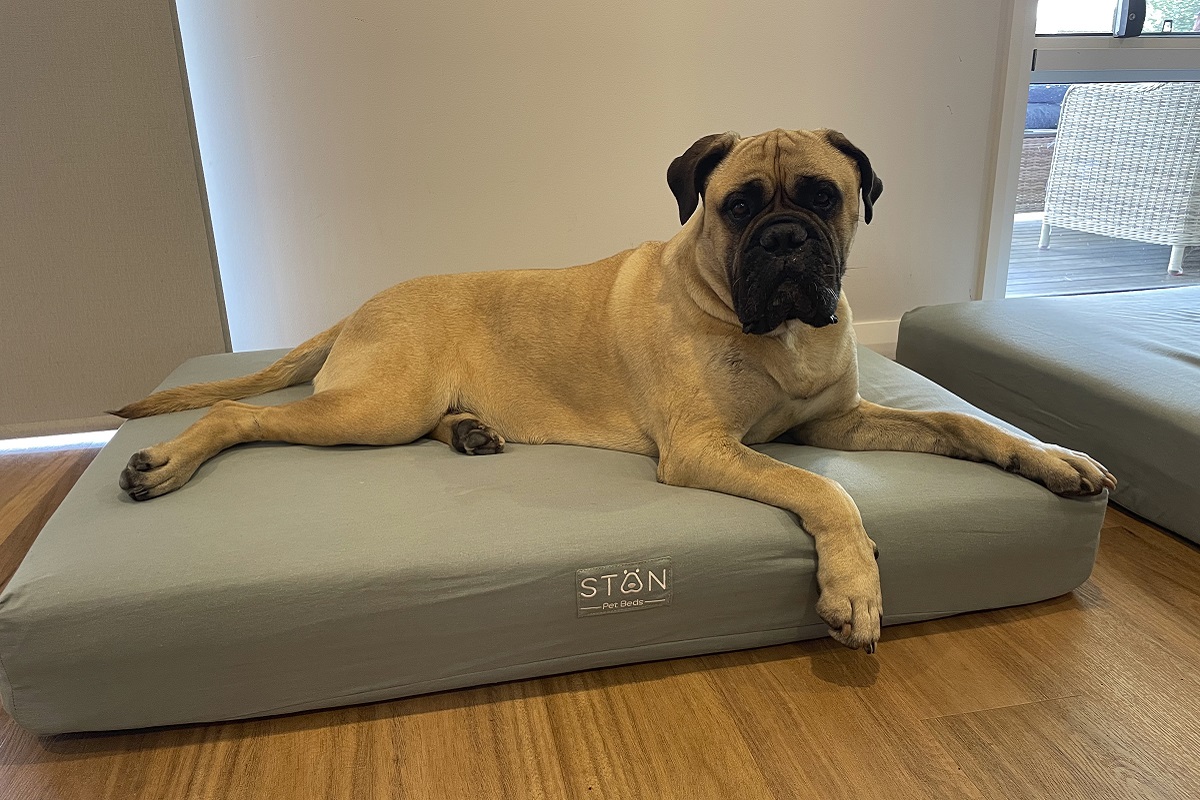 The story behind STAN Pet Beds