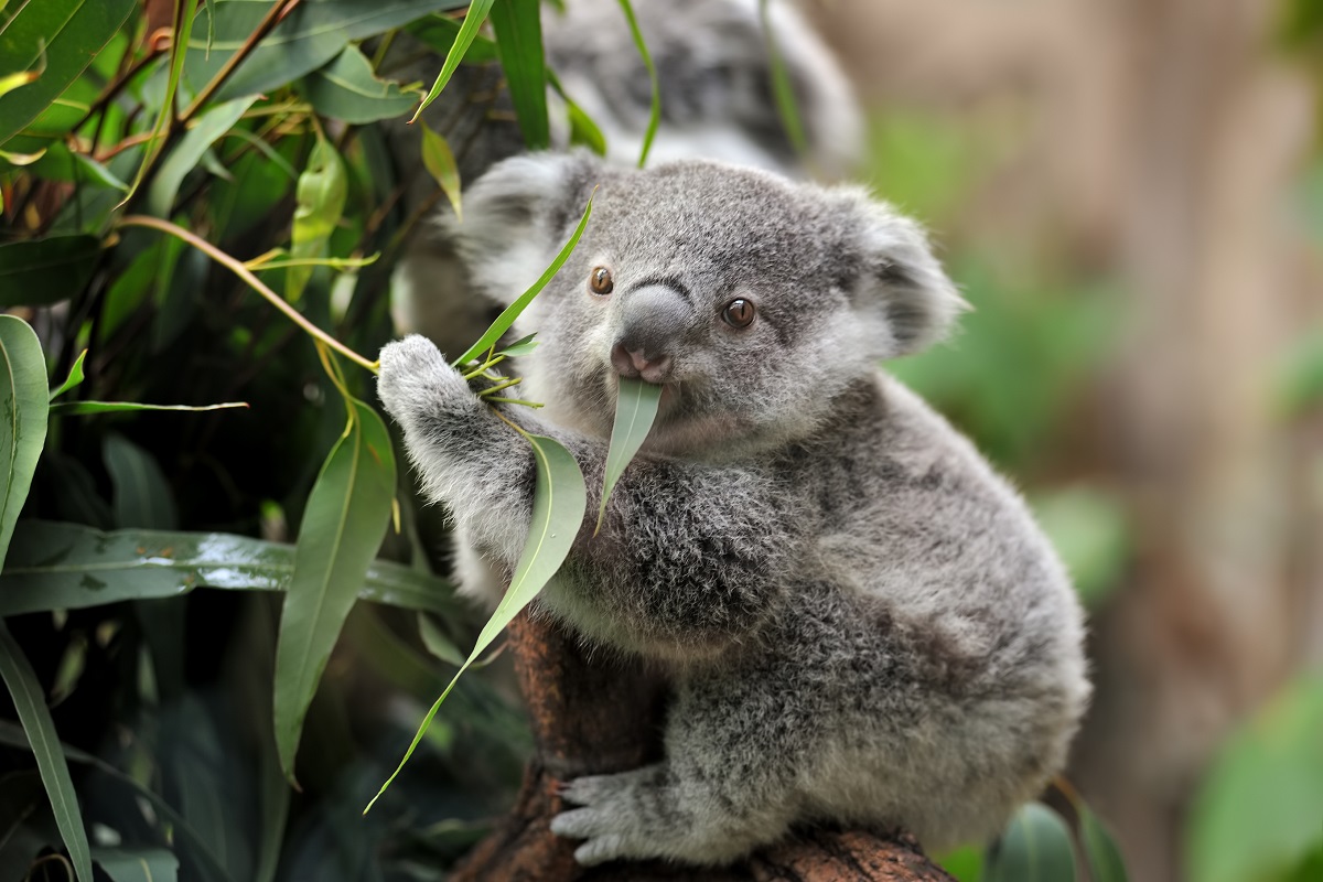 Construction of multi-million dollar koala enclosure underway