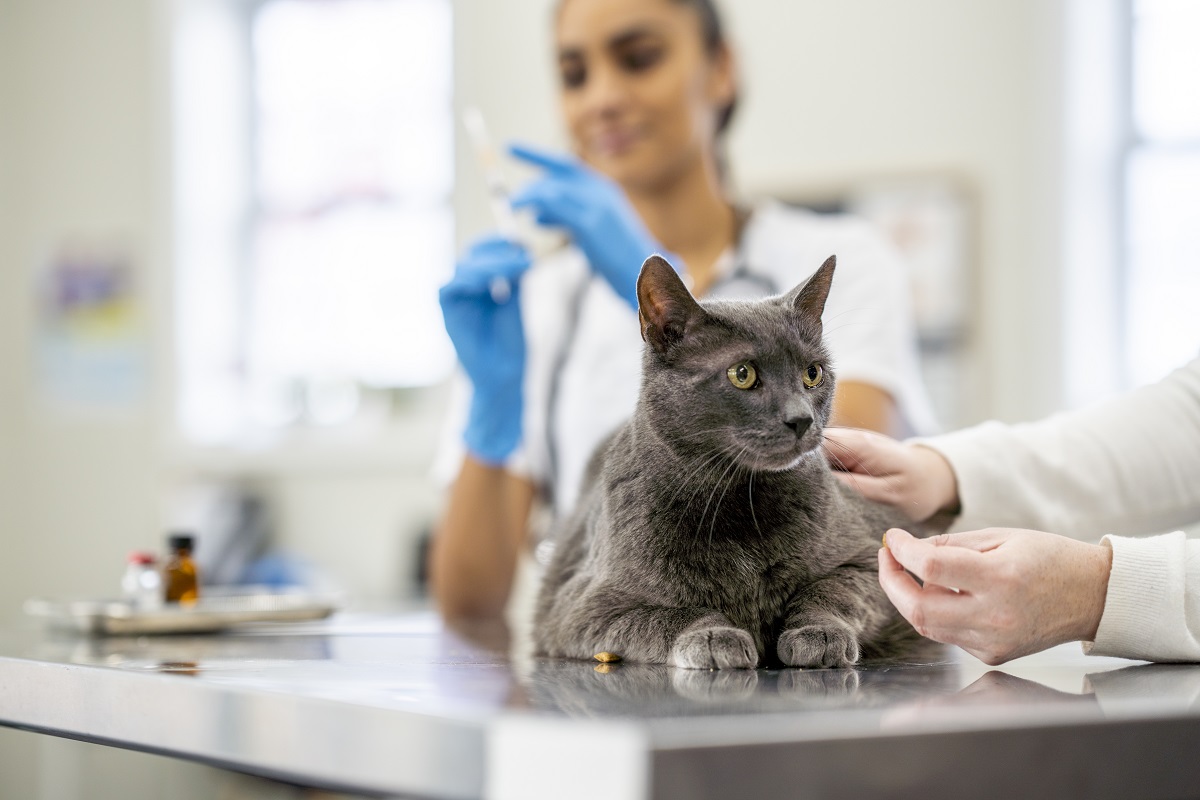Pet healthcare rising at a higher rate than inflation