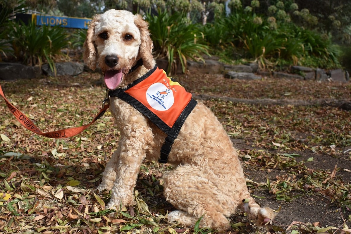 IndePet stores partner with Australian Lions Hearing Dogs