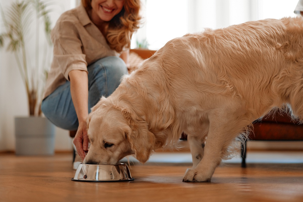 Asia Pacific’s pet care market forecast to reach $43 billion in 2024