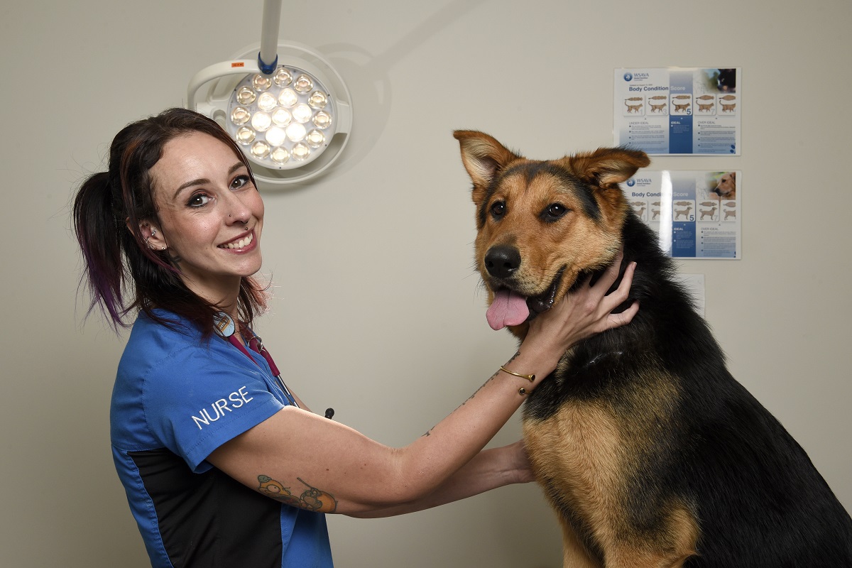 Vet Nurses seek greater support amid industry strain