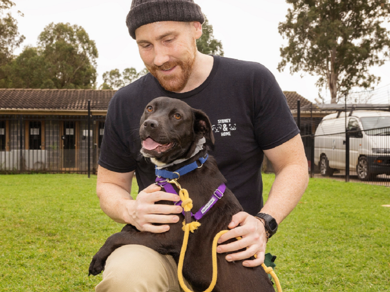 Sydney Dogs & Cats Home