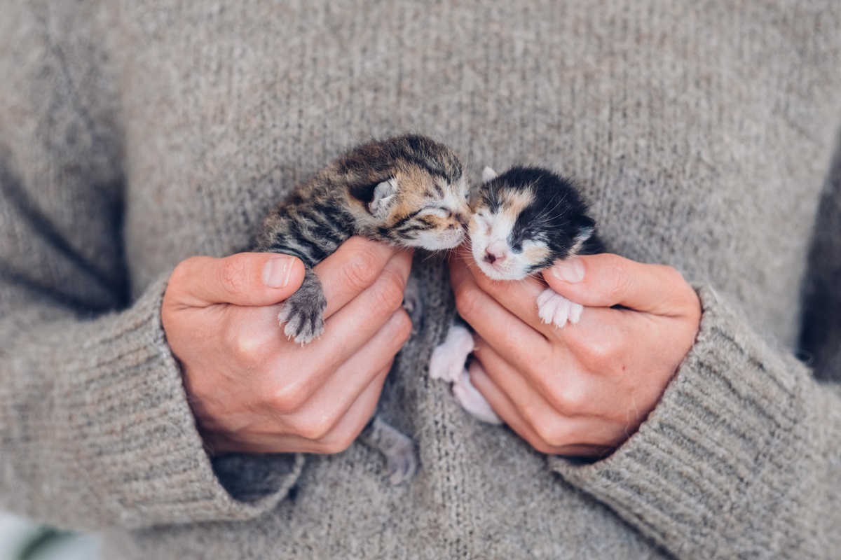 Volunteers needed to care for neonatal kittens