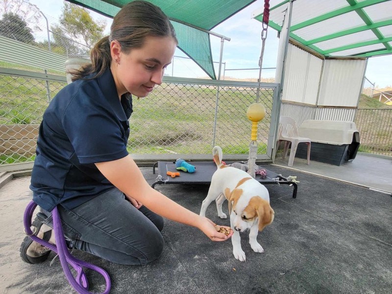 National Animal Shelter Awareness Week