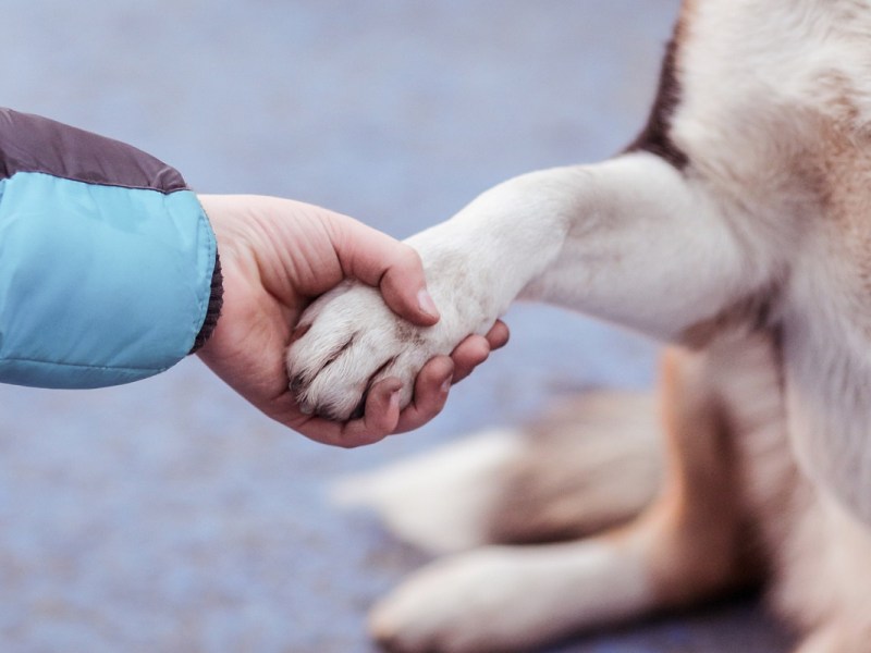 RSPCA NSW