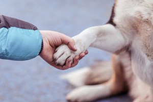 RSPCA NSW