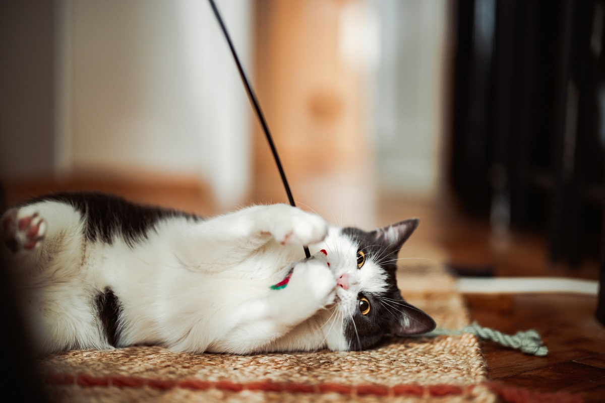 Study reveals how dietary supplements can improve cat gut health