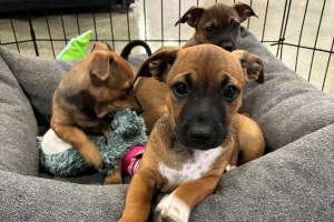 Petbarn Foundation