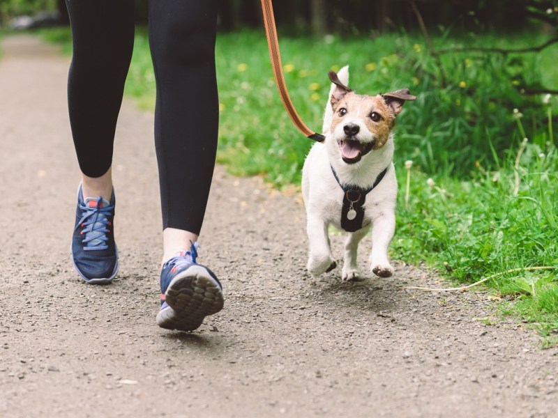 Companion Animals Act