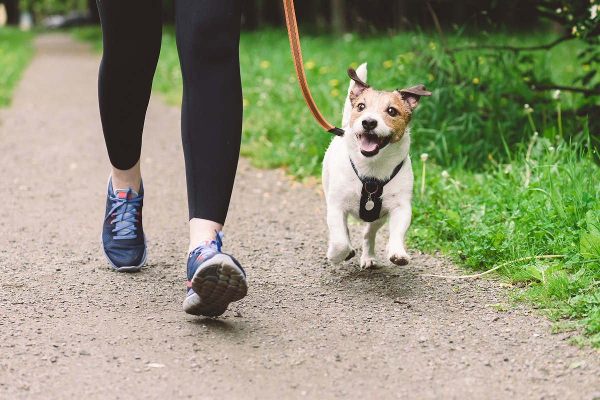 Companion Animals Act