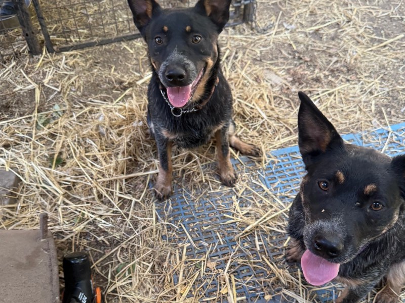 Iron Dog Rescue