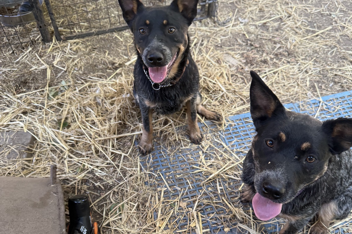 Iron Dog Rescue