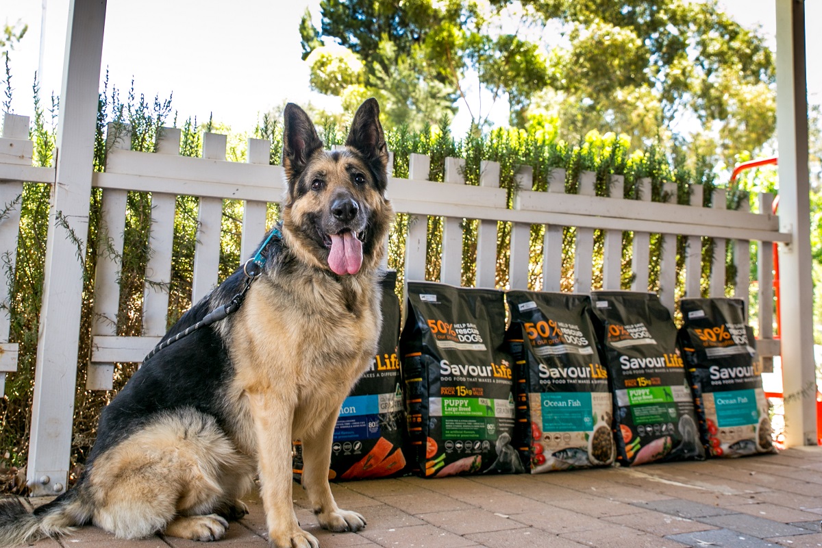 SavourLife reaches $10 million in donations to dog rescue groups
