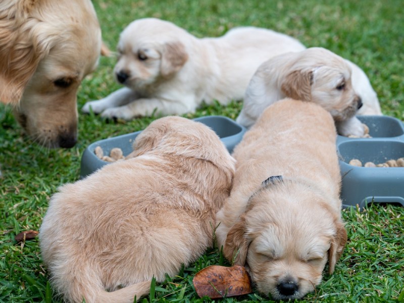 Puppy farm