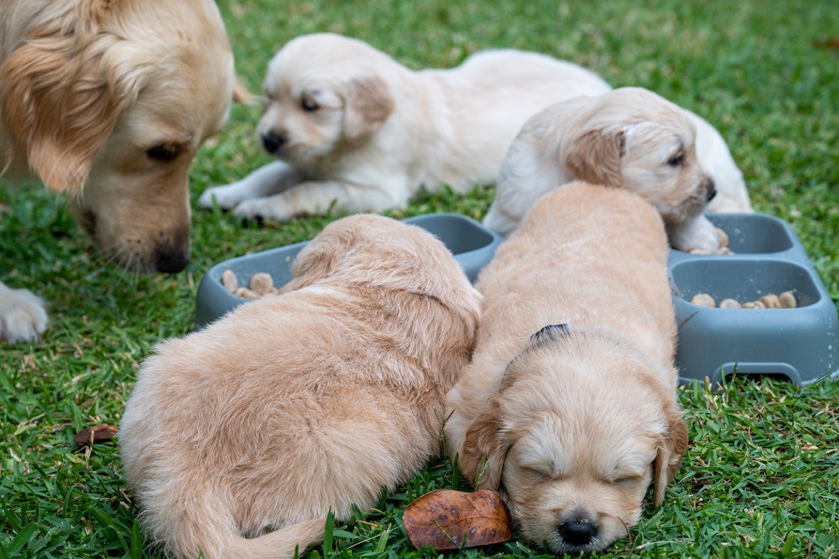 Stronger puppy farm and dog attack laws pass in SA