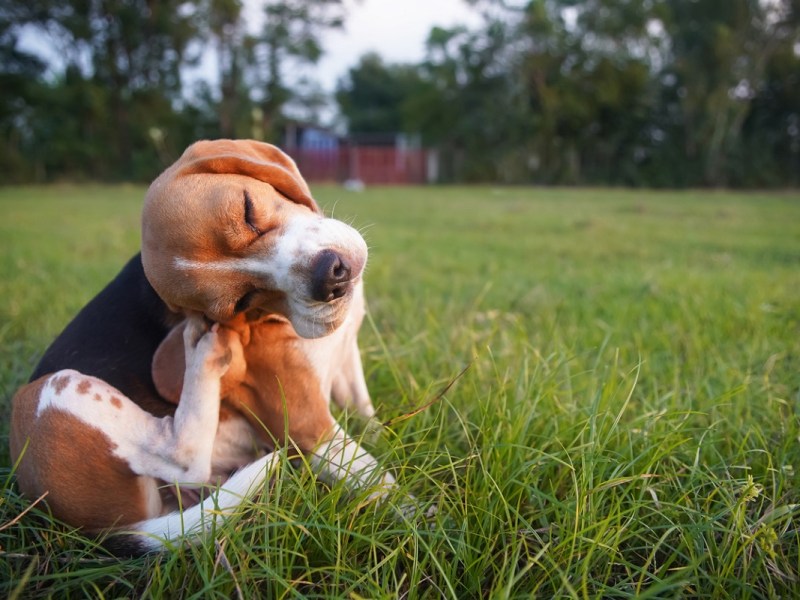 canine atopic dermatitis