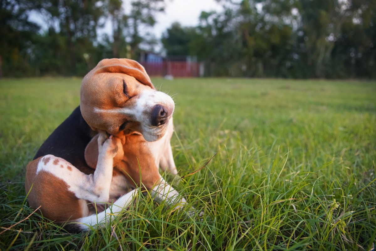 canine atopic dermatitis