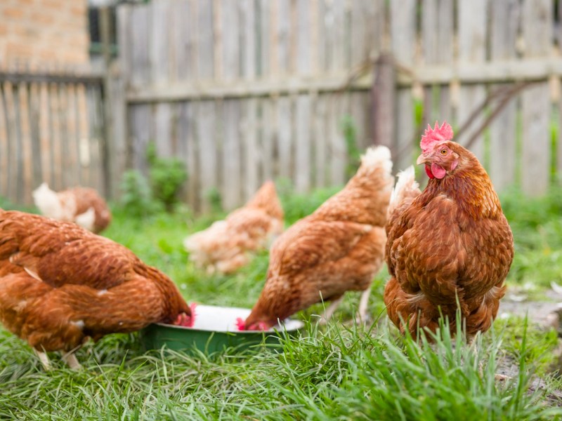 chickens