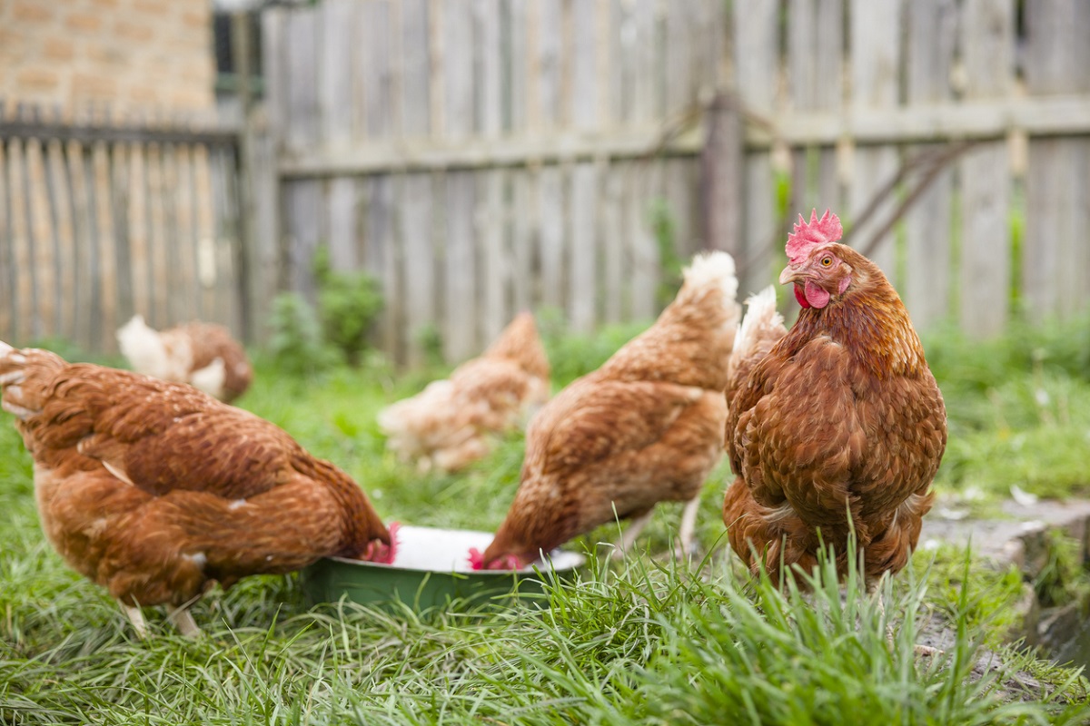 chickens