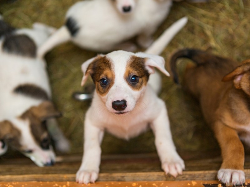 RSPCA ACT