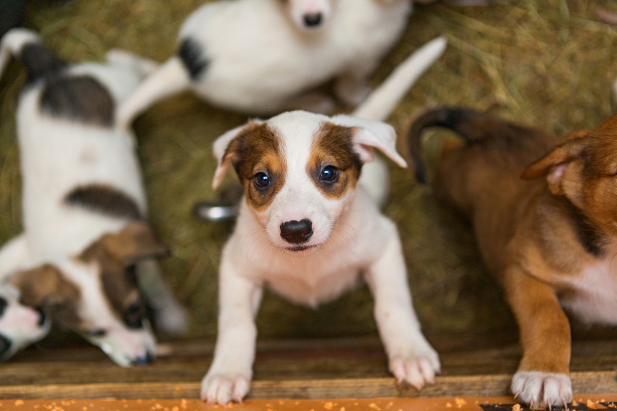 RSPCA ACT