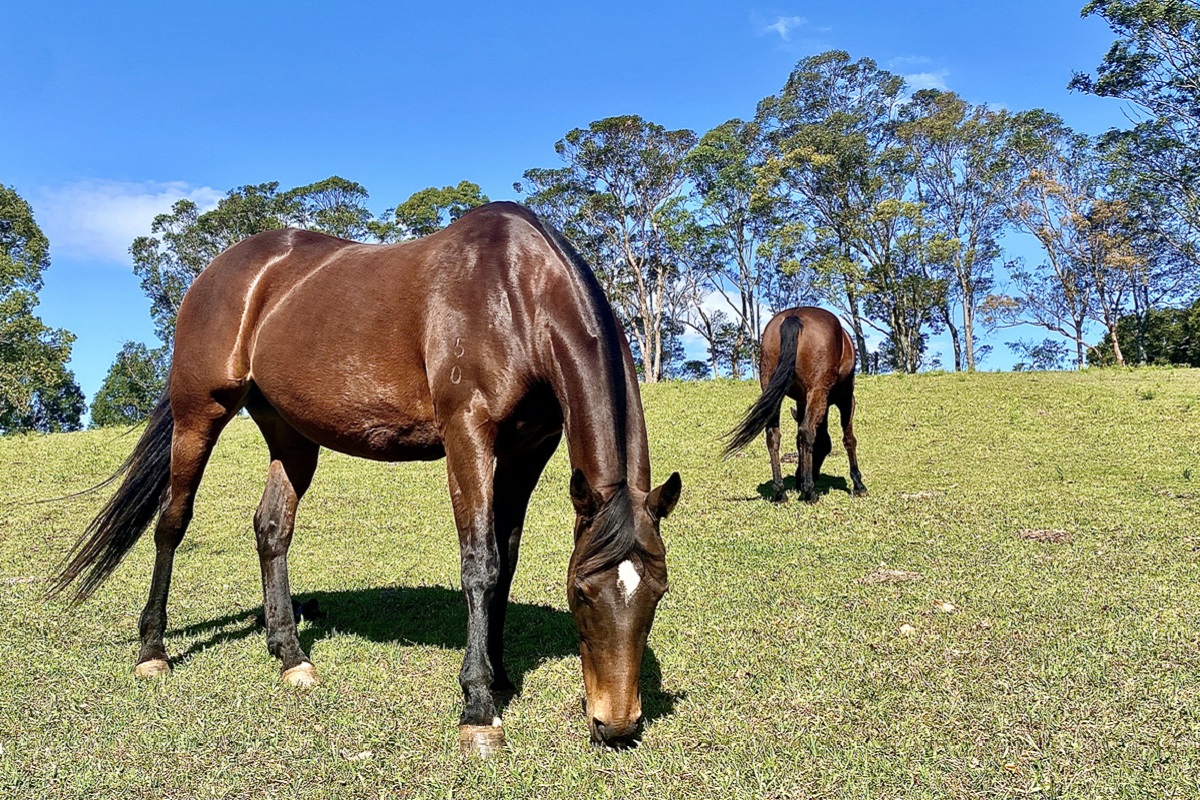 First Hendra virus case since 2022 confirmed in Queensland
